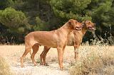 RODESIAN RIDGEBACK 268